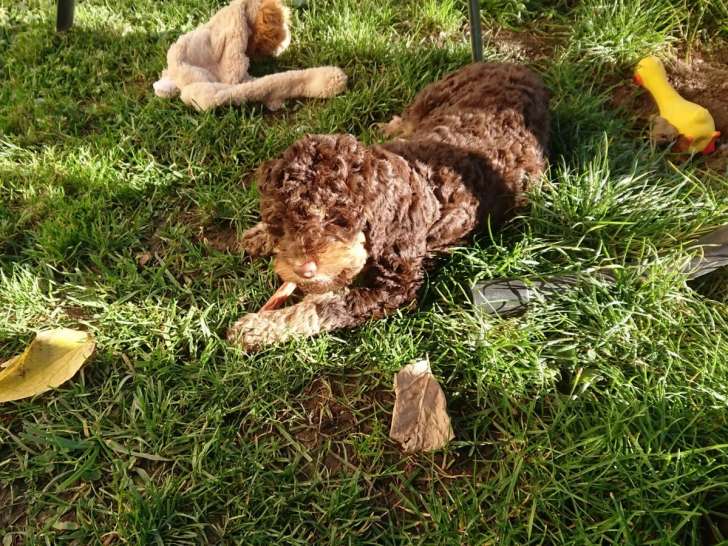 Lagotto du Potier