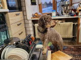Lagotto du Potier