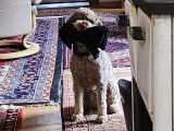 Lagotto du Potier