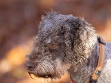 Lagotto du Potier