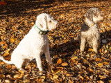 Lagotto du Potier