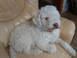 Lagotto du Potier