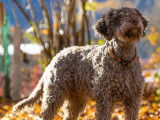 Lagotto du Potier