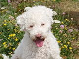 Lagotto du Potier