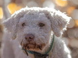Lagotto du Potier