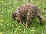 Lagotto du Potier