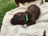 Lagotto du Potier