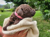 Lagotto du Potier