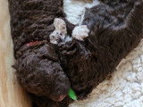 Lagotto du Potier