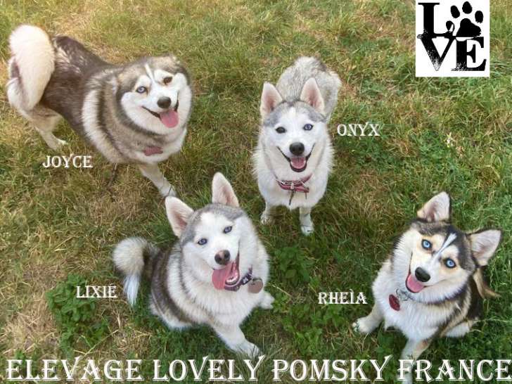 Voici quatre magnifiques chiennes Pomsky de chez nous.Des boules d'amours, sociables, gentilles et câlines.