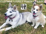 Onyx et sa fille Pitta Pomsky F2