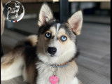 La sublime Rhéìa née chez nous, femelle Pomsky F2 adulte de 35cm pour 7,5 kgs. Elle vit chez nous, à l'élevage.