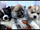 3 chiots de Onyx et Phoenix. Chiots Pomsky F2 de 6 semaines ici.