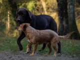 L'Essence du Chien
