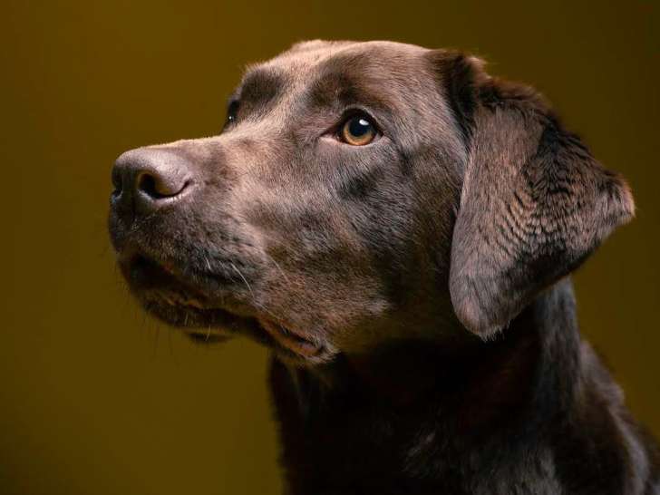 L'Essence du Chien