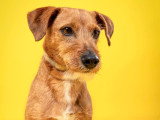 L'Essence du Chien