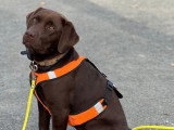 L'Essence du Chien