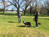 L'Essence du Chien