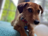 L'Essence du Chien