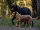 L'Essence du Chien