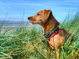 L'Essence du Chien