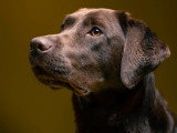 L'Essence du Chien
