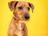 L'Essence du Chien