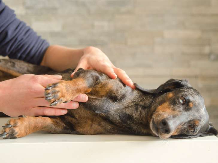 ostéopathie pour chien
