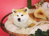 Keiko au salon d'Izzy