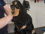 Premier toilettage de Rosa Bella, un bébé Cockers