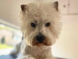 Loudo, un très beau Westie qui est venu pour son bain.