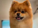 Chowchow, un petit Spitz adorable pendant toute sa coupe ciseaux