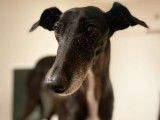 Lola, une Galgo Espagnole (ou Lévrier Espagnol) qui a eu droit à un bain