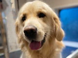 Premier toilettage de Nell, le beau Golden Retriever