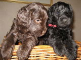 Loire Labradoodles