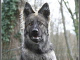 BA ancien type ou Altdeutscher shafferhund