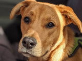 Éthique et chiens 