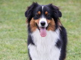 Éthique et chiens 