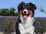 Éthique et chiens 