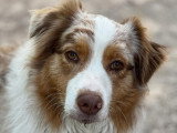 Éthique et chiens 
