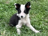 BONO Male chiot Border Collie, né le 20/02/2026 Élevage Border Collie Mas Andre
