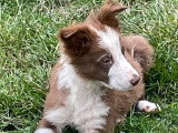 BROWN chiot border collie ne le 20/02/2026 Élevage Border Collie Mas Andre