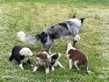 Élevage Border collie Mas Andre