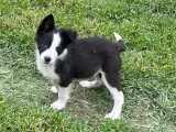 BENSON chiot border collie mâle ne le 20/02/2026 Élevage Border Collie Mas Andre