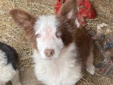 BELANA femelle chiot Border Collie née le 20/02/2026 Élevage Border Collie Mas Andre