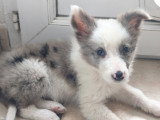 Élevage Border Collie Mas Andre