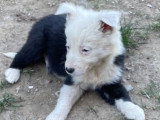 BARNY Male chiot border collie ne le 20/02/2026 Élevage Border Collie Mas Andre