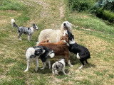 Elevage Border Collie Mas Andre