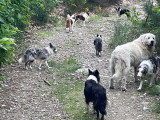 Elevage Border Collie Mas Andre