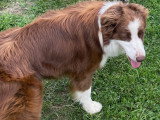 BALOU Male Elevage Border Collie Mas André